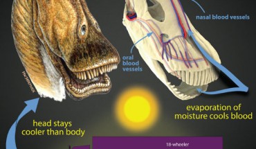 Gigantic dinosaurs like the sauropod Diplodocus, which weighed over 15 tons and was longer than an 18-wheeler truck, would have had problems with potentially lethal overheating. Hot blood from the body core would have been pumped to the head, damaging the delicate brain. The new study shows that in sauropods, evaporation of moisture in the nose and mouth would have cooled extensive networks of venous blood destined for the brain. Other large dinosaurs evolved different brain-cooling mechanisms, but all involving evaporative cooling of blood in different regions of the head. Image credit: Michael Skrepnick / WitmerLab, Ohio University.