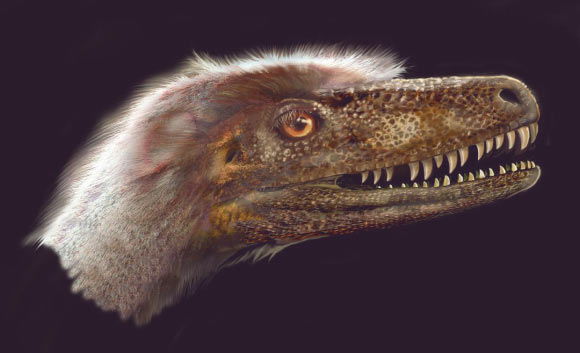 Saurornitholestes langstoni. Image credit: Jan Sovak.