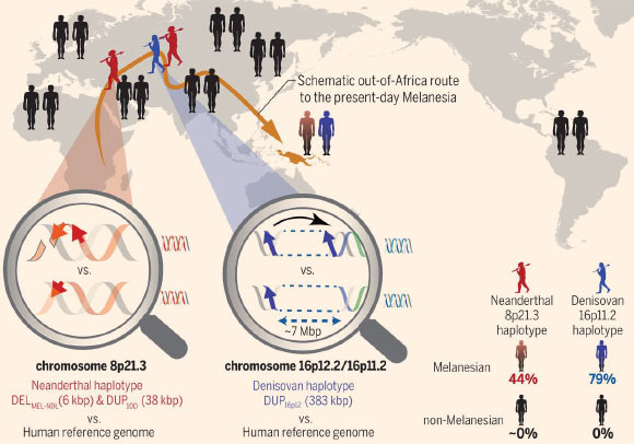 Large adaptive-introgressed CNVs at chromosomes 8p21.3 and 16p11.2 in Melanesians. The magnifying glasses highlight structural differences between the archaic (top) and reference (bottom) genomes. Neanderthal (red) and Denisovan (blue) haplotypes encompassing large CNVs occur at high frequencies in Melanesians (44 and 79%, respectively) but are absent (black) in all non-Melanesians. These CNVs create positively selected genes (TNFRSF10D1, TNFRSF10D2, and NPIPB16) that are absent from the reference genome. Image credit: Hsieh et al, doi: 10.1126/science.aax2083.