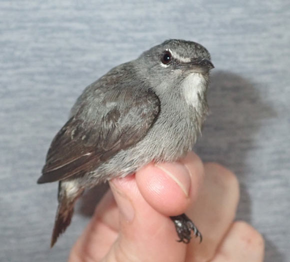The spectacled flowerpecker (Dicaeum dayakorum), an adult female, on March 31, 2019 at the Lanjak Entimau Wildlife Sanctuary, Sarawak, Malaysia. Image credit: Saucier et al, doi: 10.11646/zootaxa.4686.4.1.