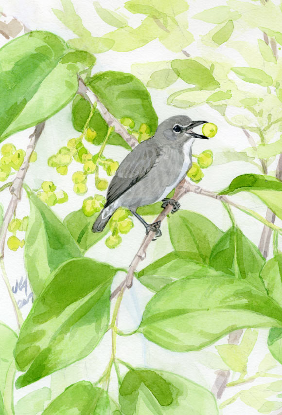 The spectacled flowerpecker (Dicaeum dayakorum). Image credit: Saucier et al, doi: 10.11646/zootaxa.4686.4.1.