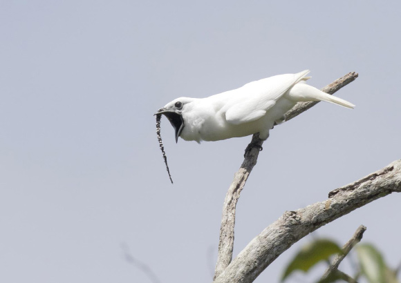 A male white bellbird (Procnias albus). Image credit: Anselmo d’Affonseca, Instituto Nacional de Pesquisas da Amazonia.