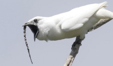 A male white bellbird (Procnias albus). Image credit: Anselmo d’Affonseca, Instituto Nacional de Pesquisas da Amazonia.