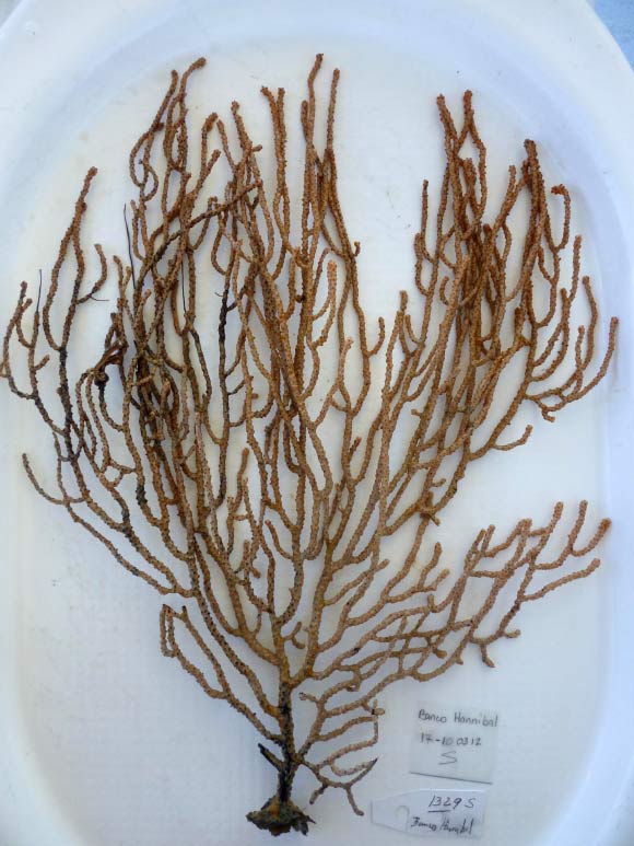 Psammogorgia pax. Image credit: Hector Guzman / Smithsonian Tropical Research Institute.