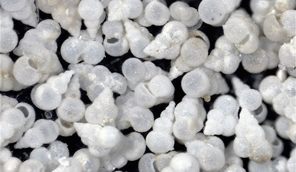 A species of foraminifera called Heterohelix globulosa that were picked and isolated from the end-Cretaceous clay at Geulhemmerberg in the Netherlands. Each fossil measures between 150 and 212 microns. Image credit: Yale University.