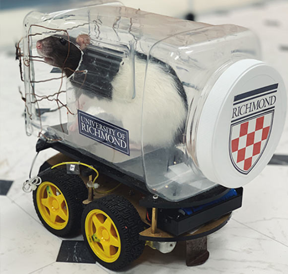 Crawford et al taught rats how to drive specially-designed vehicles. Image credit: Crawford et al / University of Richmond.