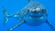 The white shark (Carcharodon carcharias). Image credit: Hermanus Backpackers / CC BY 2.0.