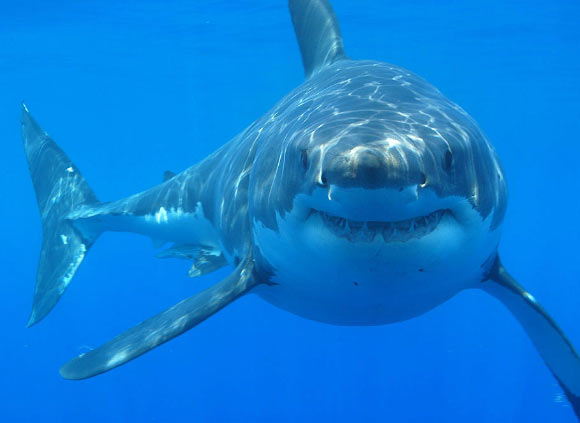 The white shark (Carcharodon carcharias). Image credit: Hermanus Backpackers / CC BY 2.0.