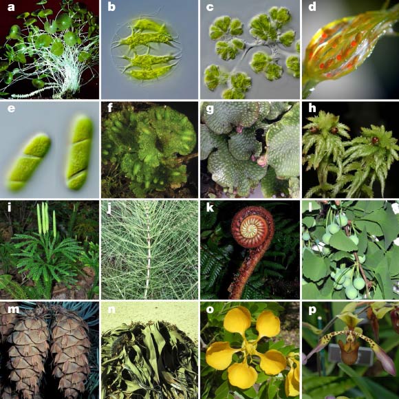 Diversity within the family Viridiplantae: (a-e) green algae -- (a) Acetabularia sp.; (b) Stephanosphaera pluvialis; (c) Botryococcus sp.; (d) Chara sp.; (e) Spirotaenia sp; (f-p) land plants -- (f) Notothylas orbicularis; (g) Conocephalum conicum; (h) Sphagnum sp.; (i) Dendrolycopodium obscurum; (j) Equisetum telmateia; (k) Parablechnum schiedeanum; (l) Ginkgo biloba; (m) Pseudotsuga menziesii; (n) Welwitschia mirabilis; (o) Bulnesia arborea; (p) Paphiopedilum lowii. Image credit: Leebens-Mack et al, doi: 10.1038/s41586-019-1693-2.