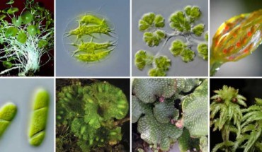 Diversity within the family Viridiplantae. Image credit: Leebens-Mack et al, doi: 10.1038/s41586-019-1693-2.