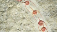 A linear cluster of Ampyx priscus trilobites from the Fezouata Shale of Morocco. Image credit: Jean Vannier, Laboratoire de Geologie de Lyon: Terre, Planètes, Environnement / CNRS / ENS de Lyon / Université Claude Bernard Lyon 1.