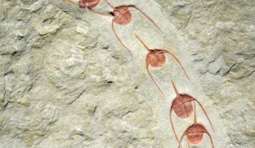 A linear cluster of Ampyx priscus trilobites from the Fezouata Shale of Morocco. Image credit: Jean Vannier, Laboratoire de Geologie de Lyon: Terre, Planètes, Environnement / CNRS / ENS de Lyon / Université Claude Bernard Lyon 1.