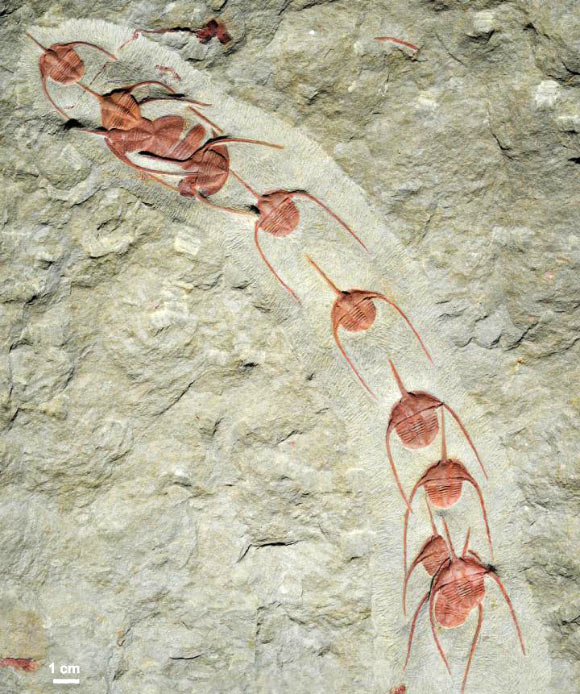 A linear cluster of Ampyx priscus trilobites from the Fezouata Shale of Morocco. Image credit: Jean Vannier, Laboratoire de Geologie de Lyon: Terre, Planètes, Environnement / CNRS / ENS de Lyon / Université Claude Bernard Lyon 1.