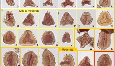 Normal and mutated fern spores from the end-Triassic mass extinction. Scale bar - 20 μm. Image credit: Sofie Lindström, Geological Survey of Denmark and Greenland.