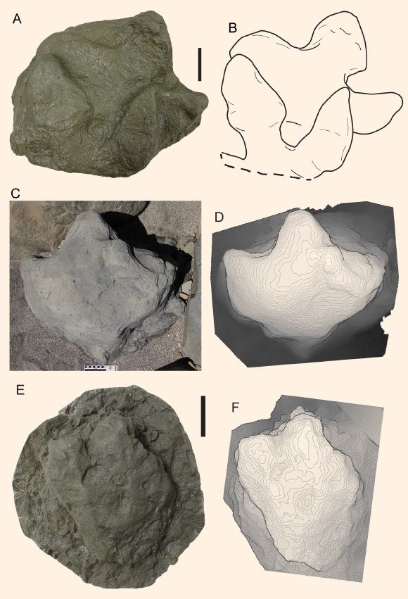 Representative hadrosaur tracks from Aniakchak National Monument. Scale bars in A through C – 10 cm, in E and F – 5 cm. Image credit: Fiorillo et al, doi: 10.1371/journal.pone.0223471.