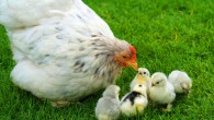 Chicks are born with the ability to distinguish and avoid dangers. Image credit: Marcel Langthim.