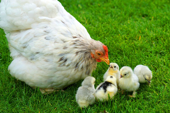 Chicks are born with the ability to distinguish and avoid dangers. Image credit: Marcel Langthim.