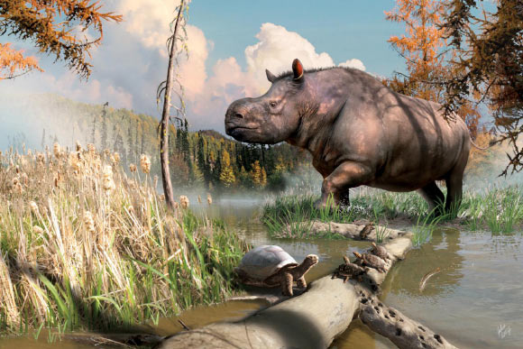 An artist’s imagining of an ancient rhinoceros splashing through a stream next to turtles and fish in the Yukon. Image credit: Julius Csotonyi.
