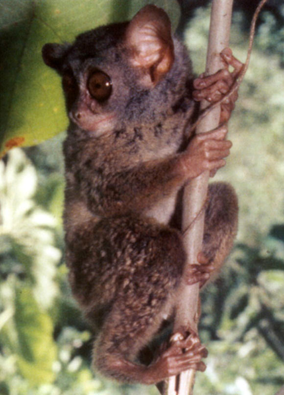 The Niemitz’s tarsier (Tarsius niemitzi) from Malenge Island, Sulawesi. Image credit: Myron Shekelle.