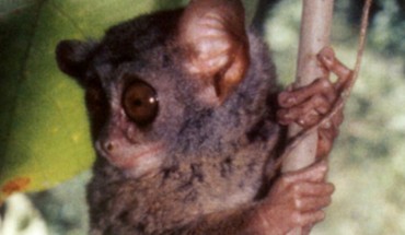 The Niemitz’s tarsier (Tarsius niemitzi) from Malenge Island, Sulawesi. Image credit: Myron Shekelle.