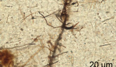 Rasmussen & Muhling show that the infiltration of liquid hydrocarbons was responsible for the formation of these filamentous microfossils from the Red Dog Zn-Pb-Ag massive sulfide deposit in the western Brooks Range, northern Alaska, the United States. Image credit: Rasmussen & Muhling, doi: 10.1130/G46346.1.