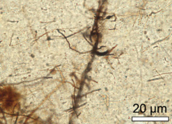 Rasmussen & Muhling show that the infiltration of liquid hydrocarbons was responsible for the formation of these filamentous microfossils from the Red Dog Zn-Pb-Ag massive sulfide deposit in the western Brooks Range, northern Alaska, the United States. Image credit: Rasmussen & Muhling, doi: 10.1130/G46346.1.