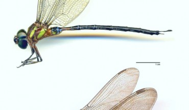 Gynacantha vargasi, a male (top) and a female. Image credit: William A. Haber, doi: 10.11646/zootaxa.4612.1.3.