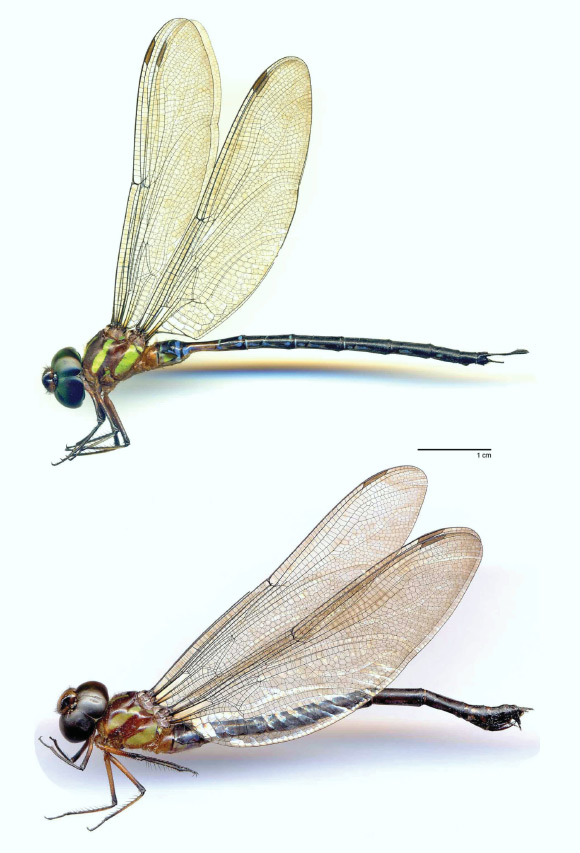 Gynacantha vargasi, a male (top) and a female. Image credit: William A. Haber, doi: 10.11646/zootaxa.4612.1.3.