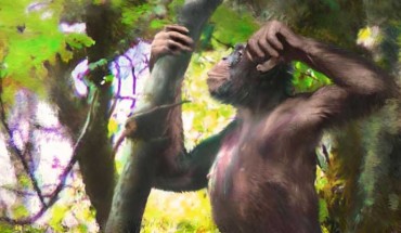 Danuvius guggenmosi, a great ape that lived some 12 million years ago (Miocene period) in what is now Germany. Image credit: Velizar Simeonovski.