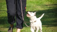Cui et al examined the longitudinal effect of dog ownership and dog walking on mental health. Image credit: Susanne906.