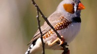 A male zebra finch (Taeniopygia guttata) in Karratha, Pilbara, Western Australia. Image credit: Jim Bendon / CC BY-SA 2.0.
