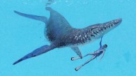 Life reconstruction of the Arisdorf pliosaur with a diver for scale. Image credit: Joschua Knüppe.