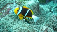 The Great Barrier Reef anemonefish (Amphiprion akindynos) at Siaes Tunnel, Palau. Image credit: Lux Tonnerre / CC BY 2.0.