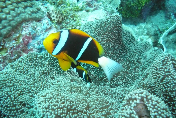 The Great Barrier Reef anemonefish (Amphiprion akindynos) at Siaes Tunnel, Palau. Image credit: Lux Tonnerre / CC BY 2.0.