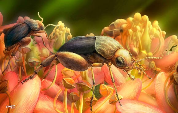 Ecological reconstruction of tumbling flower beetles Angimordella burmitina. These beetles are feeding on eudicot flowers. The color and morphology of flowers are artistic only. Image credit:  Ding-hau Yang / Bao et al, doi: 10.1073/pnas.1916186116.