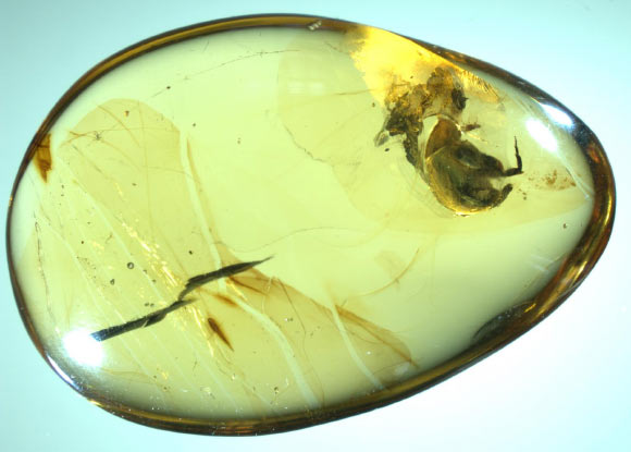 Angimordella burmitina in a 99-million-year-old piece of amber. The fossil was recovered from a mine in the Hukawng Valley, Kachin State, Myanmar. It also contains 62 pollen grains from a eudicot flower. Image credit: Nanjing Institute of Geology and Palaeontology.