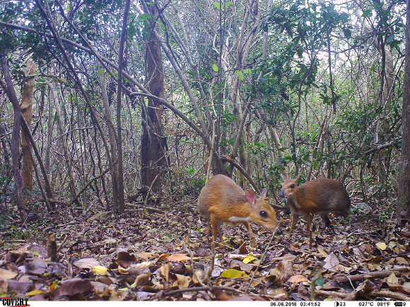 Camera trap photo of a silver-backed chevrotain (Tragulus versicolor). Image credit: Southern Institute of Ecology / Global Wildlife Conservation / Leibniz Institute for Zoo and Wildlife Research / NCNP.