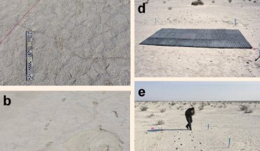 Photographs of the study site at the White Sands National Monument, New Mexico: (a) ‘ghost tracks’ - the surface expression of the tracks is poor as can be seen from the image and they can only be seen under specific moisture and salt conditions; scale bar - 500 mm from target to target; (b) tracks at the study site excavated to reveal both human and mammoth tracks; (c) ground-penetrating radar (GPR) equipment used in this study; (d) gridded foam mats used to protect the surface during the GPR survey; (e) excavated human tracks at the study site. Image credit: Urban et al, doi: 10.1038/s41598-019-52996-8.