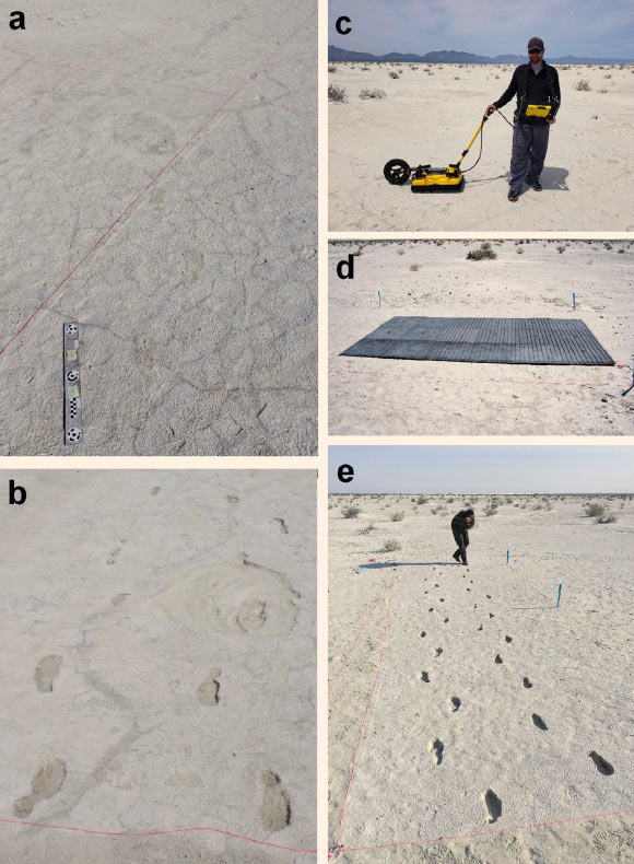 Photographs of the study site at the White Sands National Monument, New Mexico: (a) ‘ghost tracks’ - the surface expression of the tracks is poor as can be seen from the image and they can only be seen under specific moisture and salt conditions; scale bar - 500 mm from target to target; (b) tracks at the study site excavated to reveal both human and mammoth tracks; (c)  ground-penetrating radar (GPR) equipment used in this study; (d) gridded foam mats used to protect the surface during the GPR survey; (e) excavated human tracks at the study site. Image credit: Urban et al, doi: 10.1038/s41598-019-52996-8.