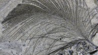 A fossil feather from the Koonwarra Fossil Bed, Australia. Image credit: Kundrát et al, doi: 10.1016/j.gr.2019.10.004.