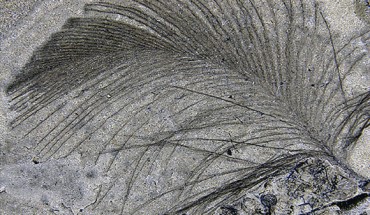 A fossil feather from the Koonwarra Fossil Bed, Australia. Image credit: Kundrát et al, doi: 10.1016/j.gr.2019.10.004.