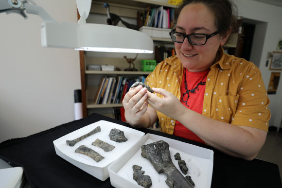 Dr. Arbour in the Royal BC Museum’s paleontology collections. Image credit: Brandy Yanchyk / Royal BC Museum.