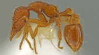 Strumigenys ananeotes. Image credit: Jack Longino / University of Utah.