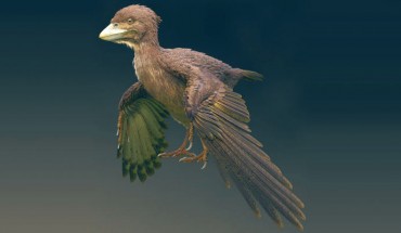 Life restoration of Fukuipteryx prima, a primitive bird that lived in what is now Japan about 120 million years ago. Image credit: Masanori Yoshida.