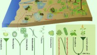 Cheng et al report genome sequences and analyses of two early diverging Zygnematophyceae species, Spirogloea muscicola and Mesotaenium endlicherianum, that share the same subaerial/terrestrial habitat with the earliest-diverging embryophytes, the bryophytes. Image credit: Cheng et al, doi: 10.1016/j.cell.2019.10.019.