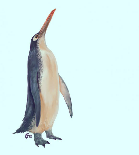 A reconstruction of the Kawhia giant penguin. Image credit: Simone Giovanardi.