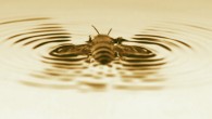 A honeybee fallen on a water surface creates a wave and hydrofoils atop it. Image credit: Roh & Gharib, Caltech.
