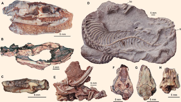 The specimens of Najash rionegrina from the La Buitrera Palaeontological Area in northern Patagonia, Argentina. Image credit: Garberoglio et al, doi: 10.1126/sciadv.aax5833.