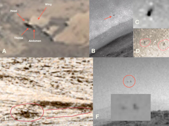 Insect-like forms in flight: (A) at least two apparent insect-like creatures flying close to one another; (B) putative insect-like forms in a darkening sky; (C & D) extracts from (B) with evidence of wings beating (light spots encircling the dark bodies); (E) an insect-like specimen (‘bee’) that appears to have flown right to left from what could be a cave or an entrance to the underground; (F) two putative insect-like specimens in flight contrasted with the darkening sky; insert: enlarged view. Image credit: William Romoser, doi: 10.13140/RG.2.2.12363.95520.