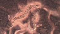 Halicephalobus mephisto (magnified 200x). Image credit: John Bracht, American University.